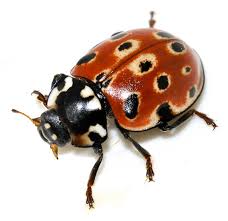 Attēlu rezultāti vaicājumam “Anatis ocellata”