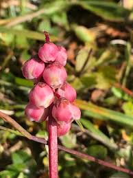 Attēlu rezultāti vaicājumam “Pyrola minor bud”