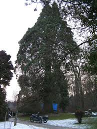 Image result for Mammutbaum