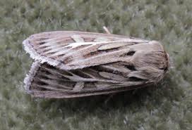 Attēlu rezultāti vaicājumam “Cerapteryx graminis”