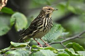 Image result for Anthus cervinus