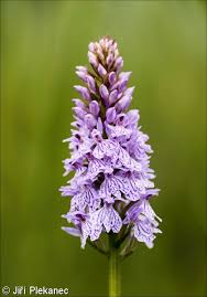 Attēlu rezultāti vaicājumam “Dactylorhiza maculata leaf”