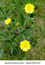 Attēlu rezultāti vaicājumam “Potentilla erecta bud”