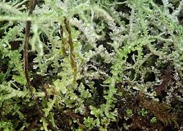 Attēlu rezultāti vaicājumam “Cladonia squamosa”