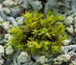 Attēlu rezultāti vaicājumam “Orthotrichum, Nyholmiella”