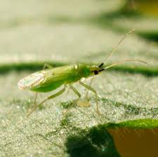 Attēlu rezultāti vaicājumam “Licea pygmaea macro”