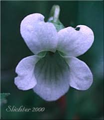 Attēlu rezultāti vaicājumam “Viola palustris”