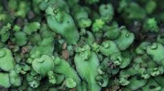 Attēlu rezultāti vaicājumam “Marchantiopsida”