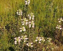 Attēlu rezultāti vaicājumam “Orobanchaceae”
