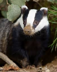 Attēlu rezultāti vaicājumam “Meles meles”