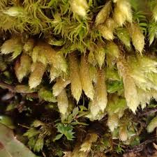 Attēlu rezultāti vaicājumam “Geocalyx graveolens”