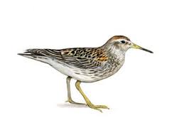 Attēlu rezultāti vaicājumam “Calidris maritima”