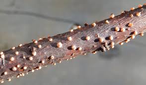 Attēlu rezultāti vaicājumam “Nectria cinnabarina”