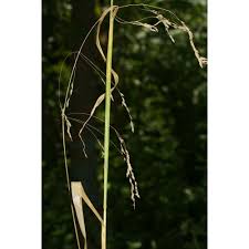 Attēlu rezultāti vaicājumam “Poa remota”