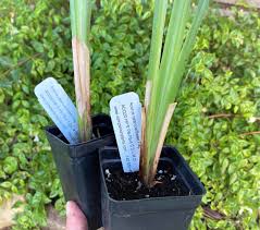 Image result for Acorus calamus