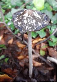 Attēlu rezultāti vaicājumam “Coprinus comatus”