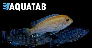 Image result for Squalius cephalus cavedanus