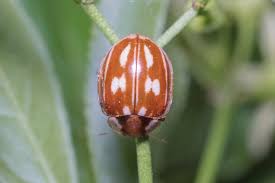 Attēlu rezultāti vaicājumam “Myzia oblongoguttata”