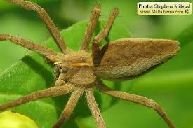 Attēlu rezultāti vaicājumam “Pisaura mirabilis male”