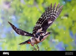 Attēlu rezultāti vaicājumam “Dendrocopos major male”