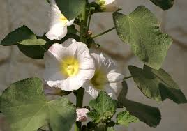 Image result for Alcea (althaea) rosea