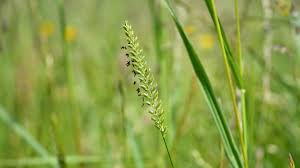 Attēlu rezultāti vaicājumam “Cynosurus cristatus”