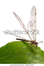 Attēlu rezultāti vaicājumam “Myrmeleontidae imago”