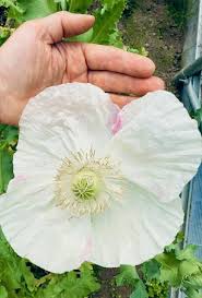 Image result for Papaver somniferum White Cloud