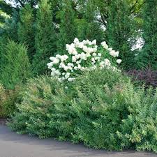 Attēlu rezultāti vaicājumam “Forsythia”