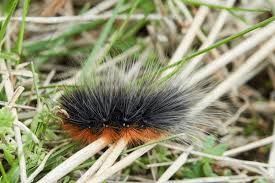 Attēlu rezultāti vaicājumam “Arctia caja larva”