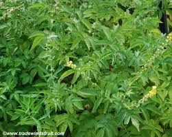 Image result for Agrimonia eupatoria