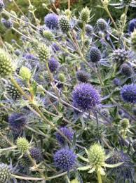 Attēlu rezultāti vaicājumam “Eryngium planum”