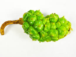 Attēlu rezultāti vaicājumam “Calla palustris fruit”