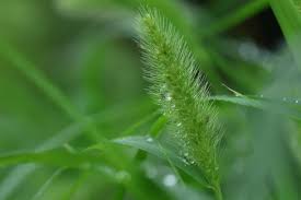 Attēlu rezultāti vaicājumam “Setaria viridis fruit”