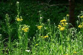 Attēlu rezultāti vaicājumam “Crepis biennis leaf”