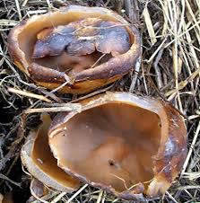 Attēlu rezultāti vaicājumam “Peziza flavida”