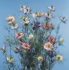 Image result for Nigella damascena