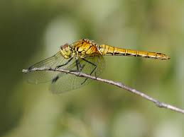 Attēlu rezultāti vaicājumam “Sympetrum sanguineum female”
