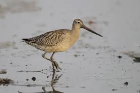 Attēlu rezultāti vaicājumam “Limosa lapponica adult”