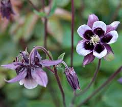 Attēlu rezultāti vaicājumam “Aquilegia vulgaris bud”