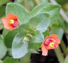 Attēlu rezultāti vaicājumam “Anagallis arvensis leaf”