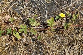 Attēlu rezultāti vaicājumam “Potentilla reptans”