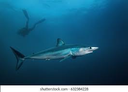 Image result for Isurus oxyrinchus