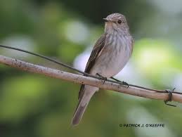 Attēlu rezultāti vaicājumam “Muscicapa striata adult”