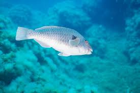 Image result for Sparisoma cretense