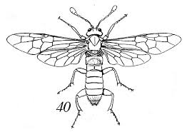 Attēlu rezultāti vaicājumam “Hymenoptera”