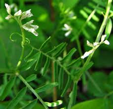 Attēlu rezultāti vaicājumam “Vicia hirsuta flower”