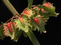 Attēlu rezultāti vaicājumam “Rumex obtusifolius fruit”