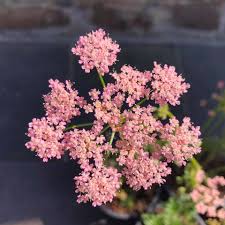 Image result for Pimpinella major