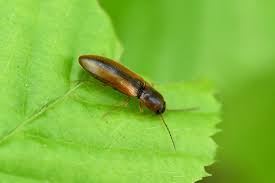 Attēlu rezultāti vaicājumam “Dalopius marginatus”